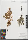 Foto von Salix hastata L.